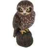 Science & Nature - Animals of Australia Boobook Owl