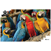 Puzzle Master - Puzzle 1000 piece Macaws