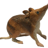 Science & Nature - Animals of Australia Bandicoot