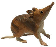 Science & Nature - Animals of Australia Bandicoot