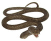 Science & Nature - Animals of Australia Brown Snake