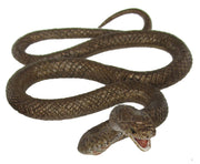 Science & Nature - Animals of Australia Brown Snake
