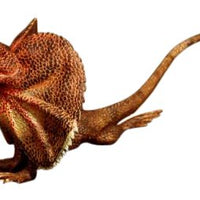 Science & Nature - Animals of Australia Frilled Neck Lizard