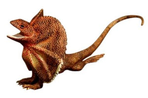 Science & Nature - Animals of Australia Frilled Neck Lizard