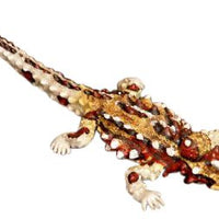 Science & Nature - Animals of Australia Thorny Devil