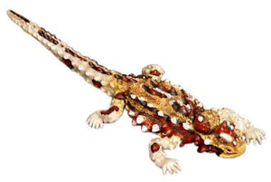 Science & Nature - Animals of Australia Thorny Devil
