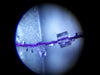 Discover Science - Pocket Microscope