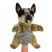 Hansa - Blue Heeler Puppy