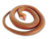 Wild Republic - Rubber Snake Assorted Styles