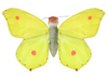 Wild Republic - Finger Puppet Butterfly Assorted Styles
