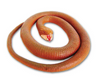 Wild Republic - Rubber Snake Assorted Styles