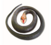 Wild Republic - Rubber Snake Assorted Styles
