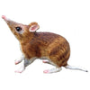 Science & Nature - Animals of Australia Small Australian Animals Assorted Styles