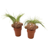 Mrs. Green - Pot Head