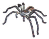 Science & Nature - Animals of Australia Small Australian Arachnids Assorted Styles