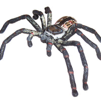 Science & Nature - Animals of Australia Small Australian Arachnids Assorted Styles