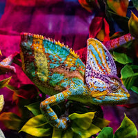 Ravensburger - Puzzle 500 piece Chameleon