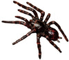 Science & Nature - Animals of Australia Small Australian Arachnids Assorted Styles