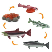 Safari - Life Cycle of a Salmon