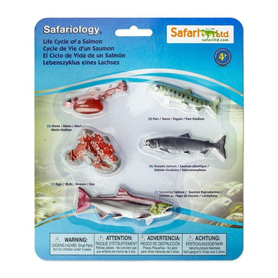 Safari - Life Cycle of a Salmon