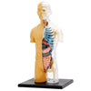 Thames & Kosmos - Human Body Anatomy Model