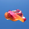 Play Silkies - Autumn
