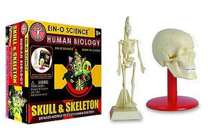 Ein-o Science - Human Biology Skull And Skeleton